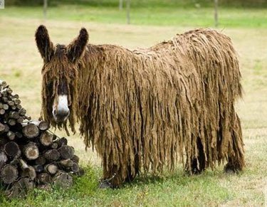 baudet-du-poitou-donkey