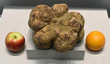 white-truffle-4.16