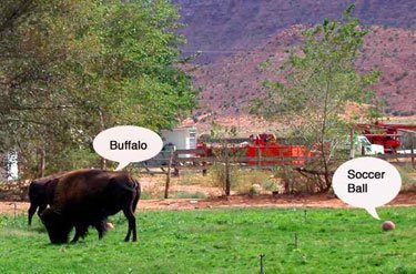 buffalow