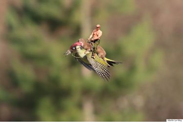 Weaselpecker2