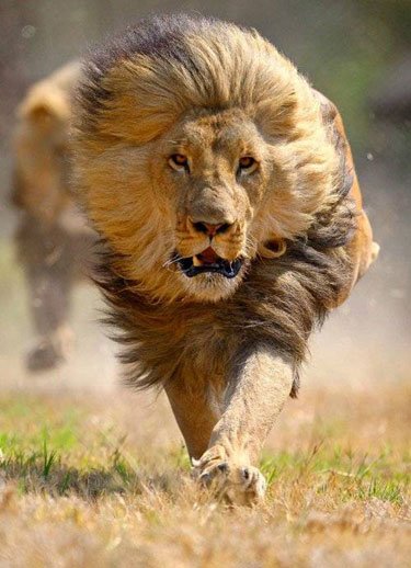 Never Yet Melted » Lion Hunting Is For Cowards