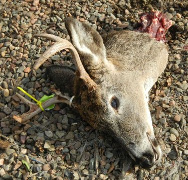 singing deer head