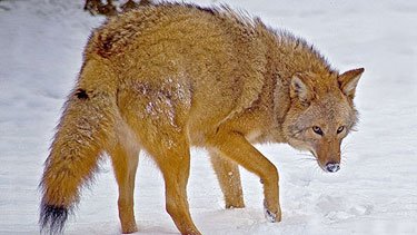 Coywolf