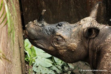 SumatraRhino