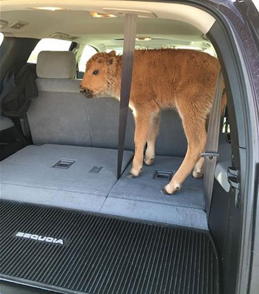 BisonCalf