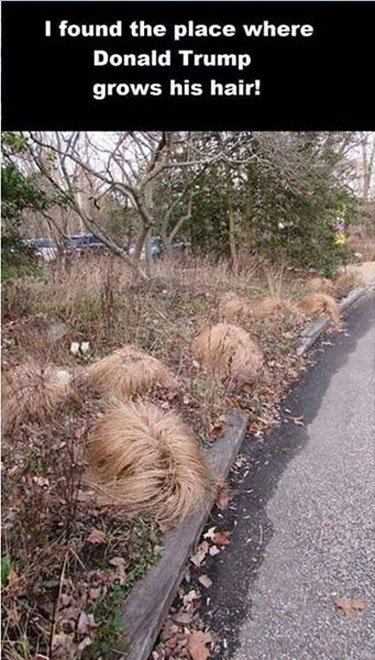 TrumpHairFarm