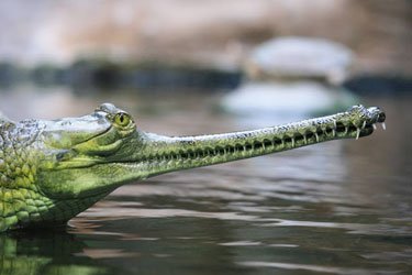 gharial