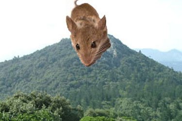 mountainmouse